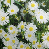 Aster Novi Belgii bianco vaso 9 cm.