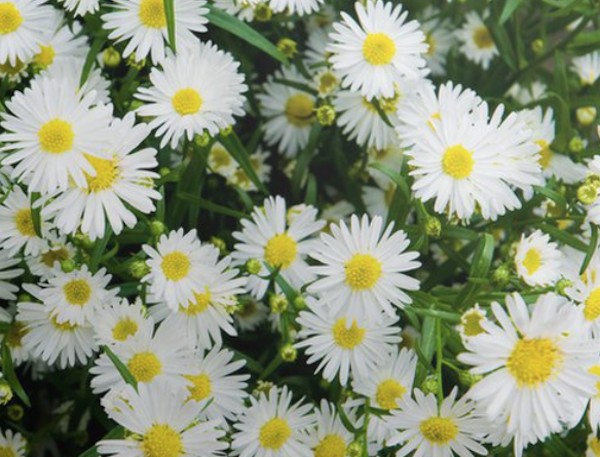 Aster Novi Belgii bianco vaso 9 cm.
