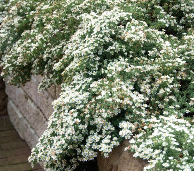 Aster Snow Flurry  vaso 9 cm.