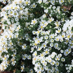 Aster Snow Flurry  vaso 9 cm.