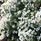 Aster Snow Flurry  vaso 9 cm.