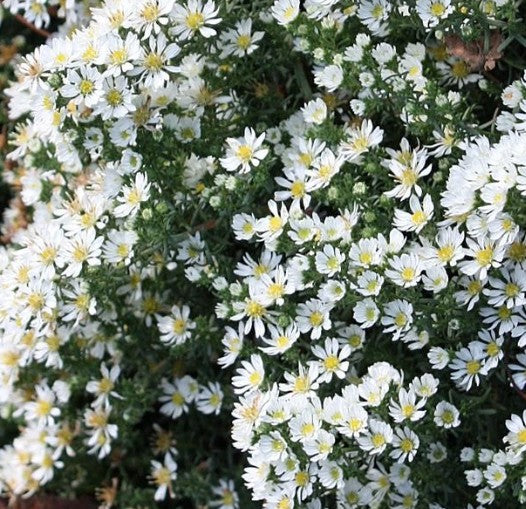 Aster Snow Flurry  vaso 9 cm.