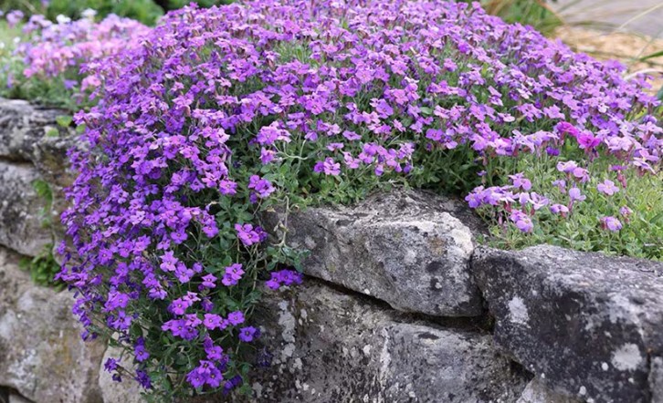 Aubrieta cascade purpur vaso