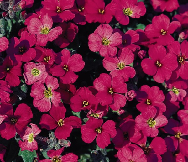 Aubrieta cascade rot vaso 9