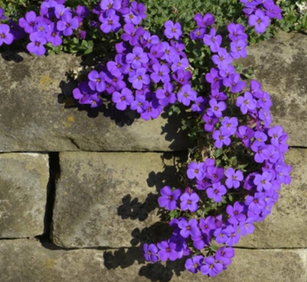 Aubrieta Hyb. Blaumeise vaso 9