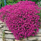 Aubrieta Hyb. Hamburger stadtpark v. 9