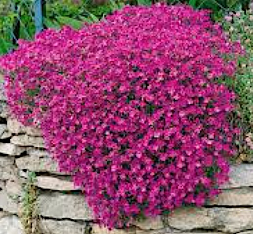 Aubrieta Hyb. Hamburger stadtpark v. 9