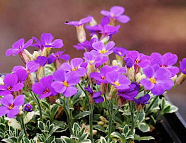 Aubrieta variegata v. 9