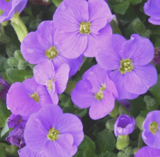 Aubrieta Hyb. Audrey blue shades   v. 9
