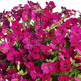 Aubrieta Hyb. Audrey Purple shades   v. 9