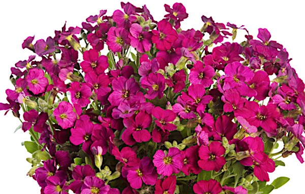 Aubrieta Hyb. Audrey Purple shades   v. 9