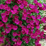 Aubrieta Hyb. Audrey Red Purple    v. 9