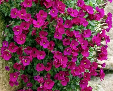 Aubrieta Hyb. Audrey Red Purple    v. 9