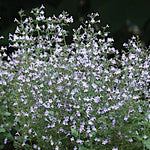 Calamintha nepeta blue cloud v.9