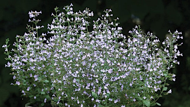 Calamintha nepeta blue cloud v.9