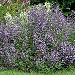 Calamintha nepeta blue cloud v.9