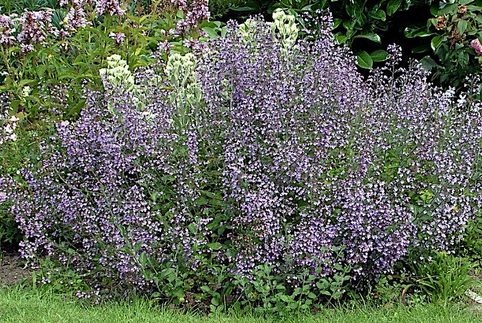 Calamintha nepeta blue cloud v.9