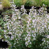Calamintha nepeta Triumphator v.9