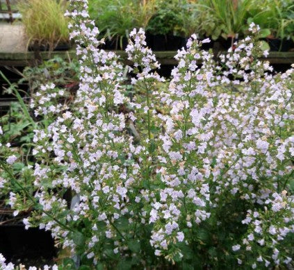 Calamintha nepeta Triumphator v.9