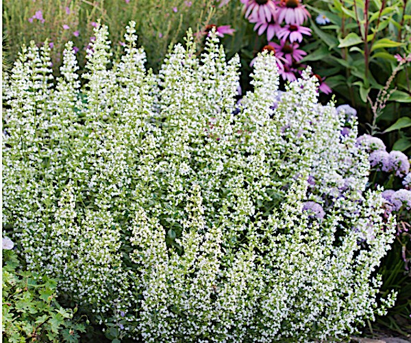 Calamintha nepeta White cloud v.9