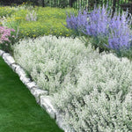 Calamintha nepeta White cloud v.9