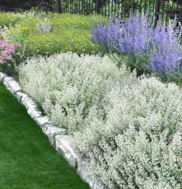 Calamintha nepeta White cloud v.9