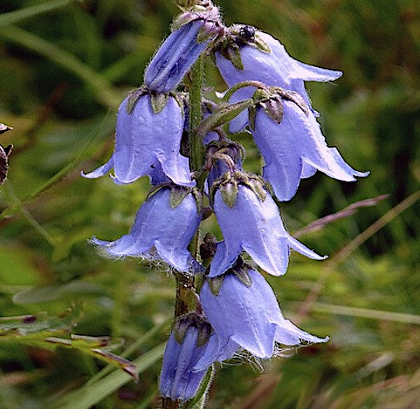 Campanula Barbata" vaso 9