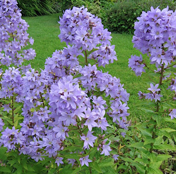 campanula lactiflora prichard's " vaso 9