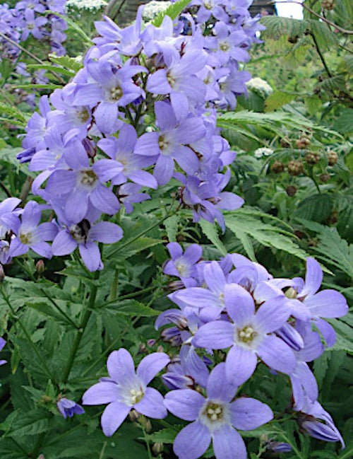 campanula lactiflora prichard's " vaso 9