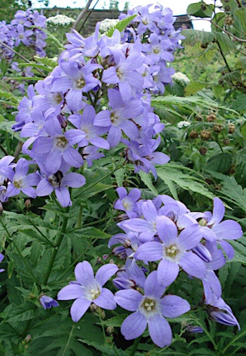 campanula lactiflora prichard's " vaso 9