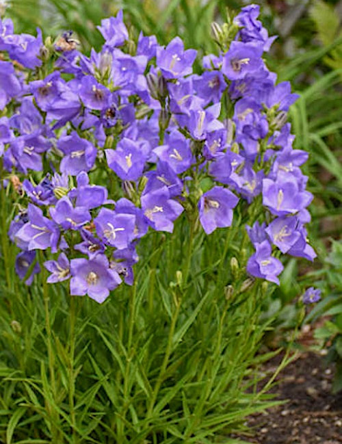 Campanula Persicifolia v.9