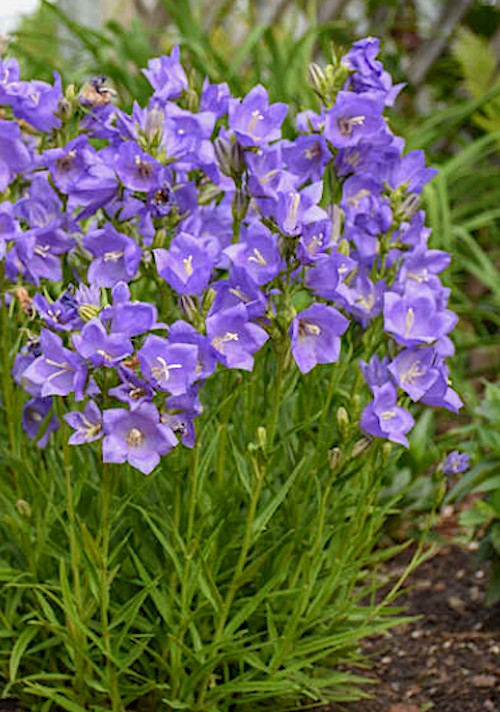 Campanula Persicifolia v.9