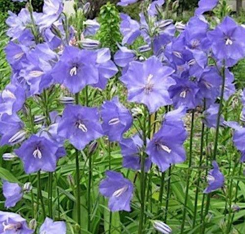 Campanula Persicifolia v.9