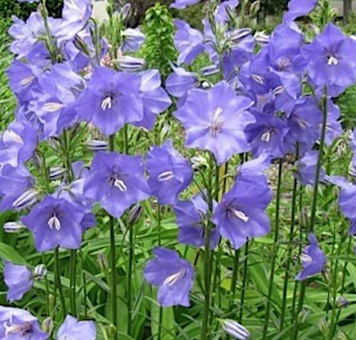 Campanula Persicifolia v.9