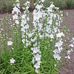 Campanula Persicifolia  alba v.9