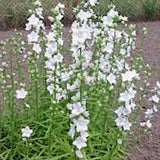 Campanula Persicifolia  alba v.9