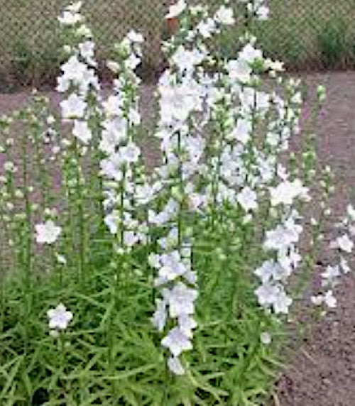 Campanula Persicifolia  alba v.9