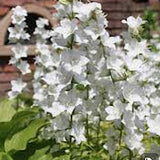 Campanula Persicifolia  alba v.9