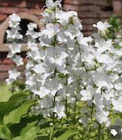 Campanula Persicifolia  alba v.9