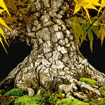 Acer palmatum Arakawa