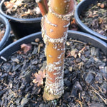Acer palmatum Arakawa vaso 24 cm.