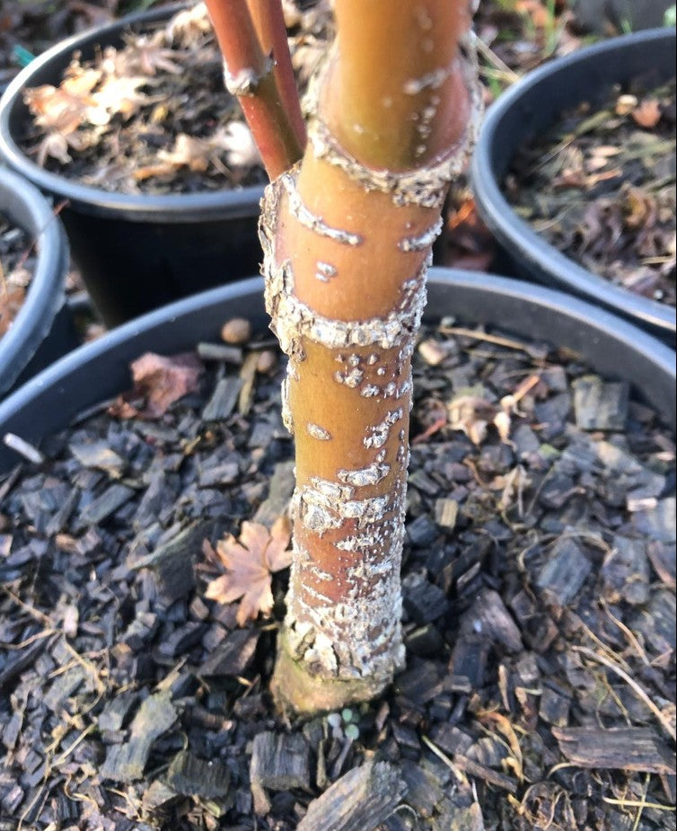 Acer palmatum Arakawa vaso 24 cm.