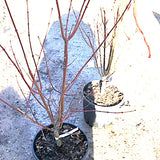 Acer palmatum Arakawa vaso 24 cm.