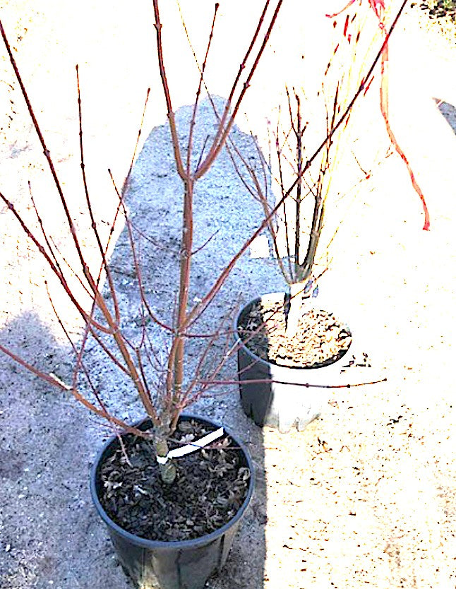 Acer palmatum Arakawa vaso 24 cm.
