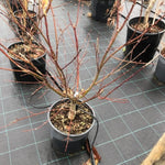 Acer palmatum Arakawa vaso 24 cm.