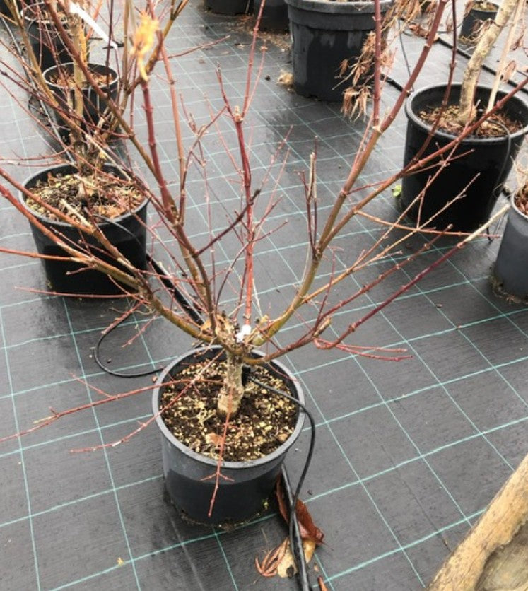Acer palmatum Arakawa vaso 24 cm.