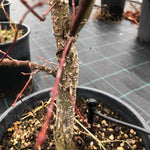 Acer palmatum Arakawa vaso 24 cm.