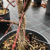 Acer palmatum Arakawa vaso 24 cm.