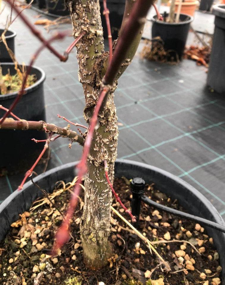 Acer palmatum Arakawa vaso 24 cm.