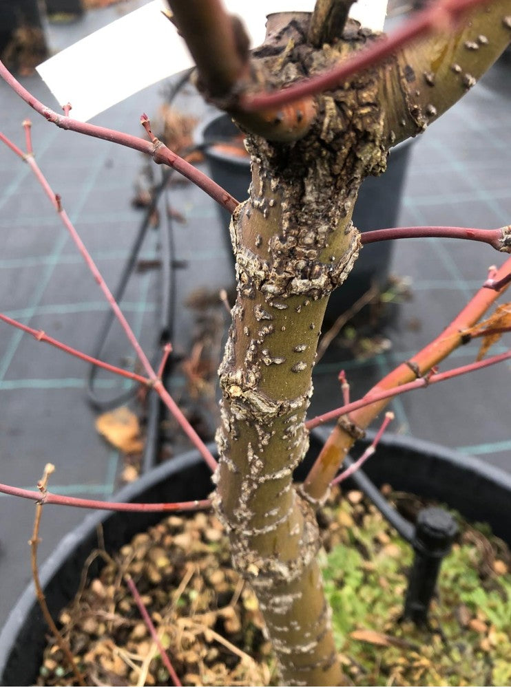 Acer palmatum Arakawa vaso 24 cm.